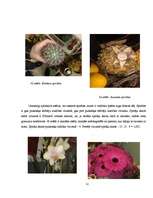 Referāts 'Fibonači skaitļi', 32.