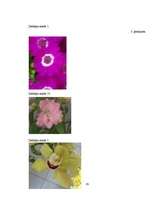 Referāts 'Fibonači skaitļi', 39.