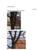 Referāts 'Fibonači skaitļi', 40.