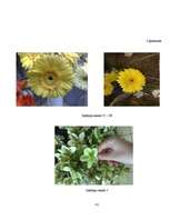 Referāts 'Fibonači skaitļi', 41.