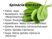 Prezentācija 'Spināts', 3.