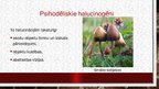 Prezentācija 'Psihotropās vielas. Halucinogēni', 7.