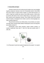 Diplomdarbs 'Kalcija fosfātu spektroskopiskie pētījumi', 25.