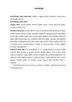 Diplomdarbs 'Rotaļas un spēles jaunākā pirmsskolas vecuma bērnu sensoro spēju attīstībā', 2.