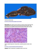 Konspekts 'Kļūdu labojums patoloģijā', 5.