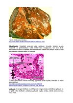 Konspekts 'Kļūdu labojums patoloģijā', 9.