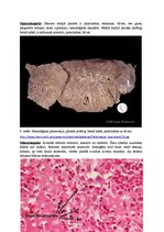 Konspekts 'Kļūdu labojums patoloģijā', 11.