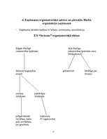 Prakses atskaite 'Z/S "Straume" ', 15.