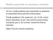 Referāts 'Mandalas un to ietekme uz cilvēka pašsajūtu', 25.