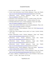 Referāts 'Sarunvaloda internetā', 22.