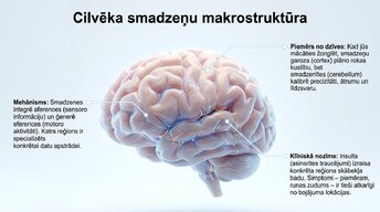 Prezentācija 'Neirobioloģijas pamati: cilvēka smadzeņu mikrostruktūra', 2.