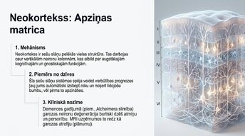 Prezentācija 'Neirobioloģijas pamati: cilvēka smadzeņu mikrostruktūra', 3.