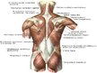 Prezentācija 'Muguras ārējie muskuļi', 2.