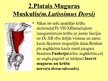 Prezentācija 'Muguras ārējie muskuļi', 4.