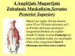 Prezentācija 'Muguras ārējie muskuļi', 6.