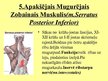 Prezentācija 'Muguras ārējie muskuļi', 7.