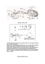 Referāts 'Skudras', 2.
