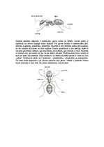 Referāts 'Skudras', 3.