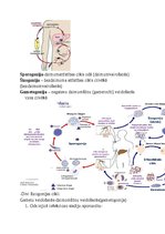Konspekts 'Tropiskā parazitoloģija', 22.