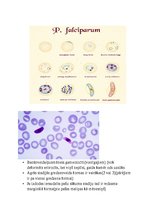 Konspekts 'Tropiskā parazitoloģija', 30.