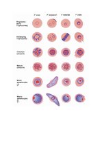 Konspekts 'Tropiskā parazitoloģija', 33.