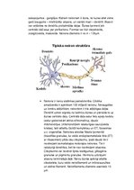 Konspekts 'Histoloģija, pastāvīgais darbs, LU.1.Med.koledža', 38.