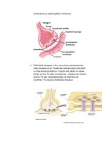 Konspekts 'Histoloģija, pastāvīgais darbs, LU.1.Med.koledža', 40.
