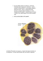Konspekts 'Histoloģija, pastāvīgais darbs, LU.1.Med.koledža', 44.