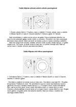 Referāts 'Pusdienu ēdienkarte, galda klājums', 5.