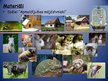 Prezentācija 'Integrētā temata "Mājdzīvnieki" nedēļas plāns ar izvērsto dienu - ceturtdienu', 20.