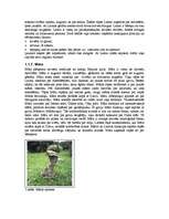 Referāts 'Senlatviešu dievības, gadskārtas, senlatviešu mūzika un rakstu zīmes, viduslaiku', 2.