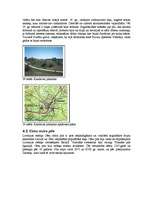 Referāts 'Senlatviešu dievības, gadskārtas, senlatviešu mūzika un rakstu zīmes, viduslaiku', 29.