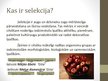 Prezentācija 'Selekcija Latvijā', 2.