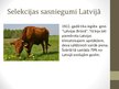 Prezentācija 'Selekcija Latvijā', 6.