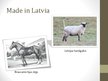 Prezentācija 'Selekcija Latvijā', 7.