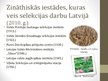 Prezentācija 'Selekcija Latvijā', 11.
