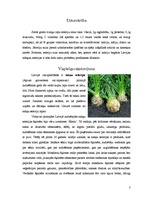 Referāts 'Selerijas', 3.