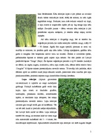 Referāts 'Selerijas', 5.