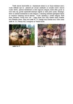 Prezentācija 'Ainavu raksturojums pēc fotoattēla', 16.