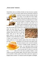 Prezentācija 'Malta. Izplānots ceļojums uz Maltu', 7.