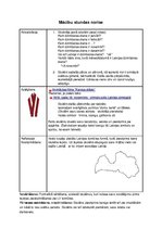 Konspekts 'Mācību stundas plāns sociālajās zinībās 1.klasei', 3.