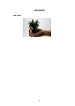 Biznesa plāns 'Biznesa plāns SIA "Cactus"', 21.