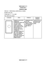 Konspekts 'Rotaļu apraksti', 13.