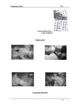 Referāts 'Mazgāšanas līdzekļi', 19.