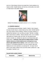 Referāts 'Teleskops', 4.