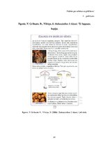 Diplomdarbs 'Tēmas "Ēdamās un indīgās sēnes" apguve 3.klasē', 81.