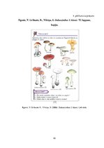 Diplomdarbs 'Tēmas "Ēdamās un indīgās sēnes" apguve 3.klasē', 82.