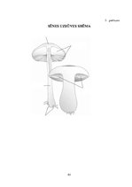 Diplomdarbs 'Tēmas "Ēdamās un indīgās sēnes" apguve 3.klasē', 83.