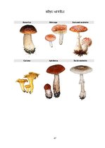 Diplomdarbs 'Tēmas "Ēdamās un indīgās sēnes" apguve 3.klasē', 87.