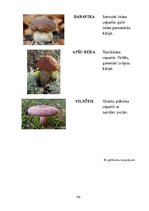 Diplomdarbs 'Tēmas "Ēdamās un indīgās sēnes" apguve 3.klasē', 102.